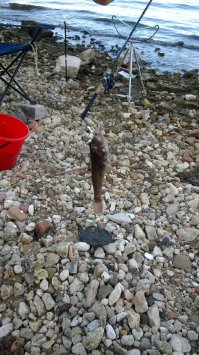 в волге такие попадаются, тоже наверное бычок...
называется ротан