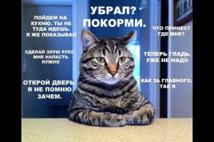 Смешные комиксы, которые поймут те, у кого есть кот