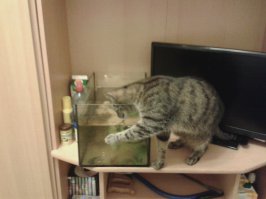 Вот мой придурок ;)