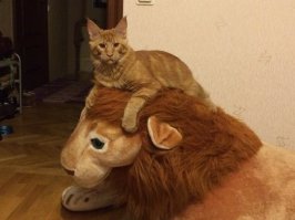 Мой тоже уже подрастает.