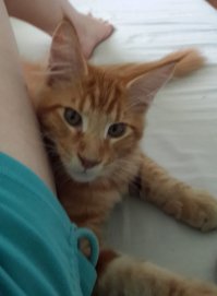 Мы тоже такого завели )))