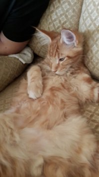 Мы тоже такого завели )))