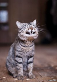 Смешные комиксы, которые поймут те, у кого есть кот