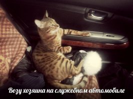 Нашего боса везем в ветеринарку