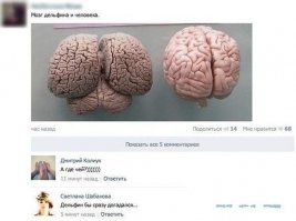 А вот если бы дельфин уронил телефон в естественную среду обитания этой туристки, то хрен бы она ему его отдала!