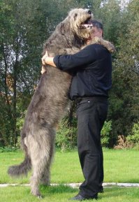 Я думаю эта утка для такой собаки