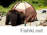 в лучах солнечного света на берегу медведь сидел, вскрывал как фантики палатки, и ел.