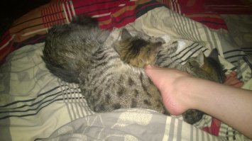 Мои бандиты))