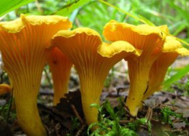 какие странные лисички по виду. Вы уверены, что это лисички? Я на сколько помню выглядят они как на фото. Или это просто совсем мелкие еще?