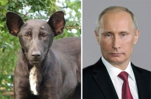 18 смешных собак, которые выглядят как нечто другое