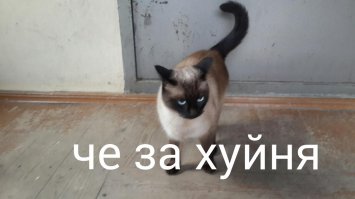 Мой кот возмущен  почему домой не пускают. Он гуляет сам по себе и где  ему вздумается.