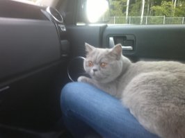 тоже первый раз, на дачу. переноска уже обкакана :)