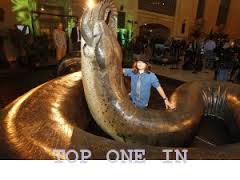 Titanoboa - самая большая змея в мире
Приблизительно 58 миллионов лет назад в сельве Южной Америки появилось настоящее чудовище — змея, которая достигала около 14 метров в длину и весила более тонны!