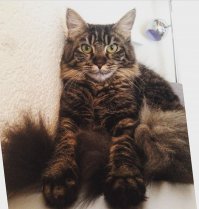 Мейн кунская моська:3  вот моя дама ))