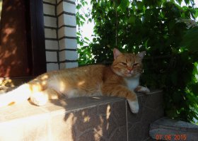 Нашему коту 10 лет. Каждый год живем на даче с апреля по ноябрь и кот с нами.В первый день, когда привозим ,выползает на крыльцо и час производит забор воздуха, потом сползает на газон и начинает обход территории по периметру. дня через три начинает восстанавливать права собственности на участок- ведет бои местного значения с вольными котами, которые за зиму привыкают считать участок своим.Первый месяц ходит исключительно на лоток в доме. Ну, а когда прцесс адаптации завершен- тут уже начинается казацкая вольница.Днем-отсыпание, а ночью- гули.Мышей ловит исправно, но не ест.А когда возвращаемся на зимнюю квартиру- с месяц истошно страдает под входной дверью и с тоской в глазах отслеживает жизнь за стеклом.Жизнь на даче ему нравится гораздо больше,чем в городе.Осталось нашему Персику еще месяц побегать по улице, а потом в перевозку- и на зимовку!))