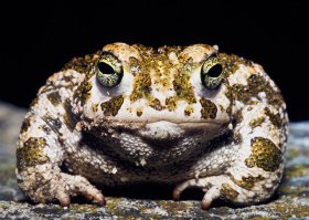 Я знаю несколько столовых, в которых кормили именно так, минус скатерти и негнутые вилки. И не потому, что мода, а потому, что типичный ИПшник, держащий общепитовскую точку, выглядит примерно так: