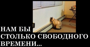 Кот, ну очень не хочет гулять! Ну прям совсем не хочет!