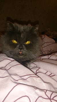 Моя любит показывать язык