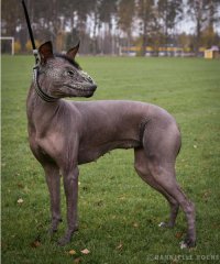 12 идей татуировок для каждого знака Зодиака