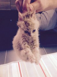 от блох вчера свою мыл