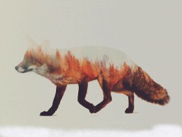 15 вещей, просто необходимых каждому любителю лис