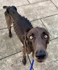 Бразильская дворняга едва не умерла от ожирения.