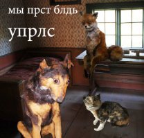 Упоротые таксидермисты