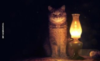 А про этого кота забыли?