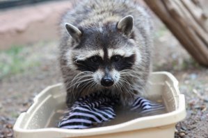 ... Тайд говорите