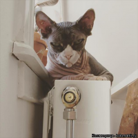 Хочу в Египет, на историческую родину.