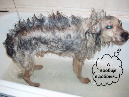 наш.... ныне уже нет с нами... Как был пост на Япе, ждёт нас на радуге ))))

Жаль мало живут (((((((

Нынешнему, бувье, уже 10,5 лет......