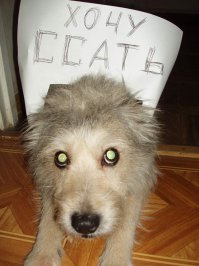 наш.... ныне уже нет с нами... Как был пост на Япе, ждёт нас на радуге ))))

Жаль мало живут (((((((

Нынешнему, бувье, уже 10,5 лет......