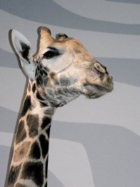 В Риге, в одном из боулингов (не помню, каком) стоит вот такой жирафчик в натуральную величину