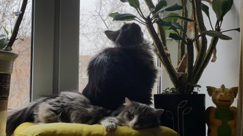 Так выглядят сибирский характер и выдержка )))))