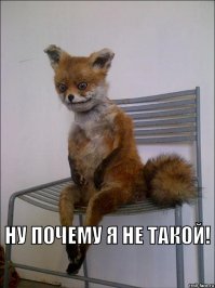 Чемпионат мира по таксидермии