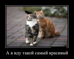 Когда уже люди запомнят...
Вероятность рождения трехцветного котенка мужского пола составляет только 1 случай на 3000 рождений триколорных котят. Кошки с тремя отличными цветами - почти всегда женского пола, что обусловлено обязательным наличием двух X-хромосом для получения такой специфической окраски. У котов, как известно, имеются одна X-хромосома и одна Y-хромосома. В чрезвычайно редких случаях, однако, котенок мужского пола рождается трехцветным из-за наследования дополнительной X хромосомы.