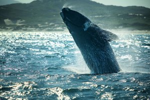 таких же и в юар снимал походу)