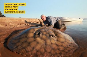 Как запросто вырастить чайный гриб с нуля + уход за ним