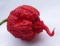 1. Carolina Reaper (1 569 300 — 2 200 000 единиц)

Лидер рейтинга — перец Carolina Reaper, выращенный в Южной Каролине на ферме Эда Карри, владельца компании PuckerButt Pepper Co. Carolina Reaper, объявленный самым острым перцем в ноябре 2013 года, опередил ближайшего конкурента на 200 000 единиц. Как и другие его ближайшие родственники с Тринидада, он оснащен бугристой поверхностью и хвостом скорпиона.