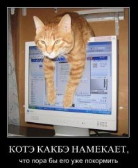 Если бы кошки и собаки были людьми