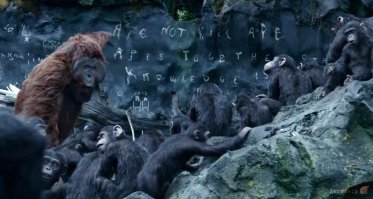 Человек пытается утешить гориллу, которая потеряла маму