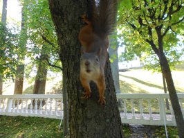 А эта с Питергофа.