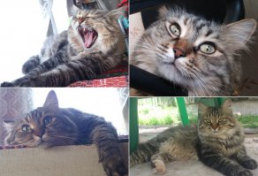 Скоро все домой поедут!:) Холодно уже становится как-никак. Моя кошка сейчас на улицу только по делам выходит. Потом быстро в дом- либо спать,либо на окно,грустно наблюдая за погодой. Снег в первый раз увидела живьём - бегала как ненормальная,а потом с подозрением наблюдала из окна,греясь на подоконнике рядом с батареей.:)