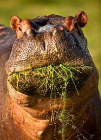 Как бегемот арбуз ел