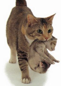 а может все вот так ? )) и нет криминала ))