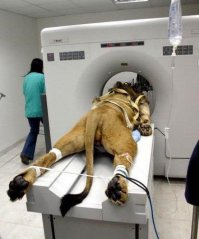 про льва из заставки Metro Goldwen Mayer фейк. Он на осмотре в томографе на самом деле.