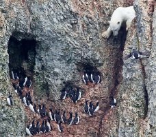 Может не пингвины...