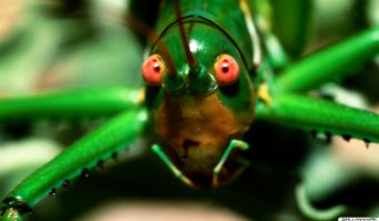 Глаза убийцы