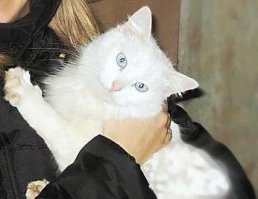 Мой кот,белоснежный голубоглазый турецкая ангора,очень любил дачу! Когда доезжали до поворота на дачу, он с радостным воплем выпрыгивал из окна машины и мчал огородами,мимо соседских собак,кошек,кур.Не мог ждать! На даче ловил всех: мышей, птиц,когда копали картошку, то выбирал червей-)))Однажды родители покрасили сарай, я говорю,какой хоть цвет? Они,угорая: ща,кот придет.Пришел кот,вся голова синяя, ночью шел и впотьмах башкой врубился-)))