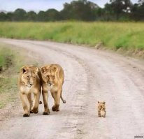 Прикольные картинки